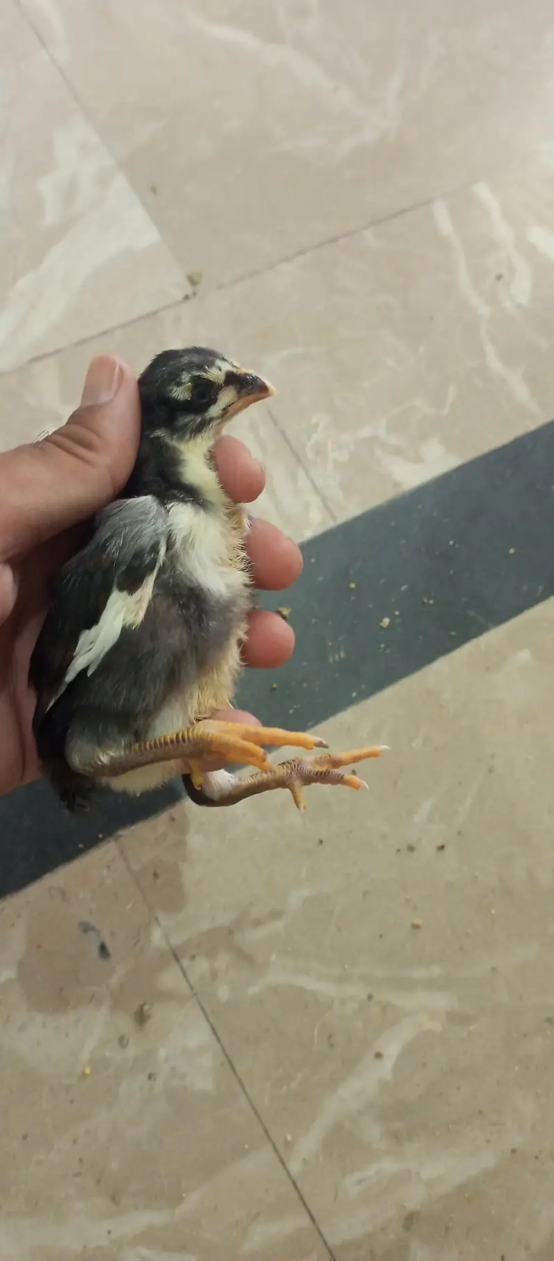 parrot beak  or ice blue dragon cross chiks — photo 10