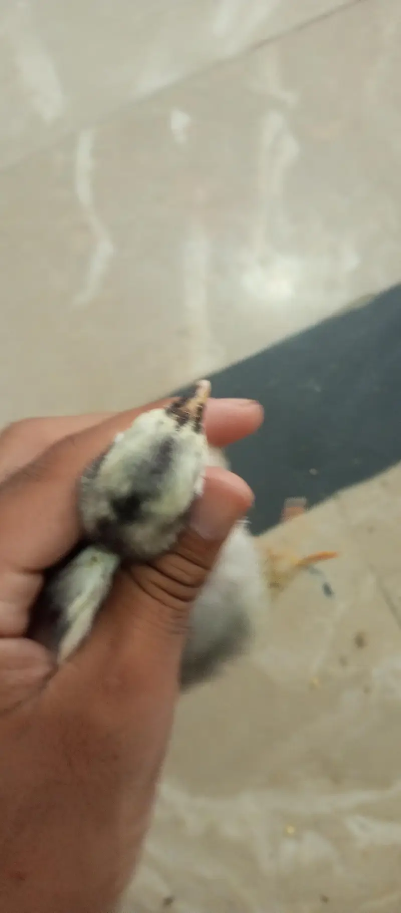 parrot beak  or ice blue dragon cross chiks — photo 12