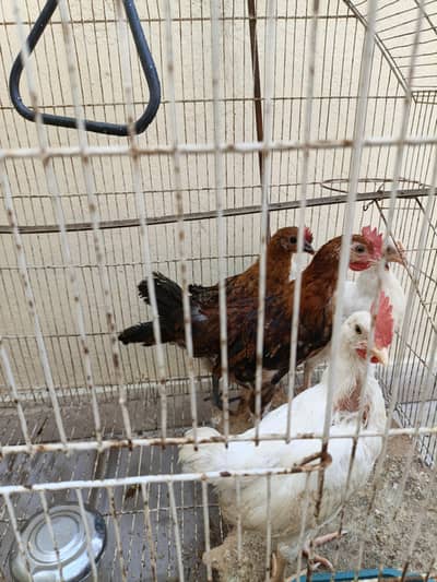 chicks