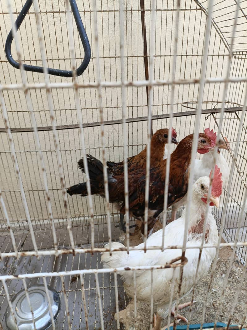 chicks 0
