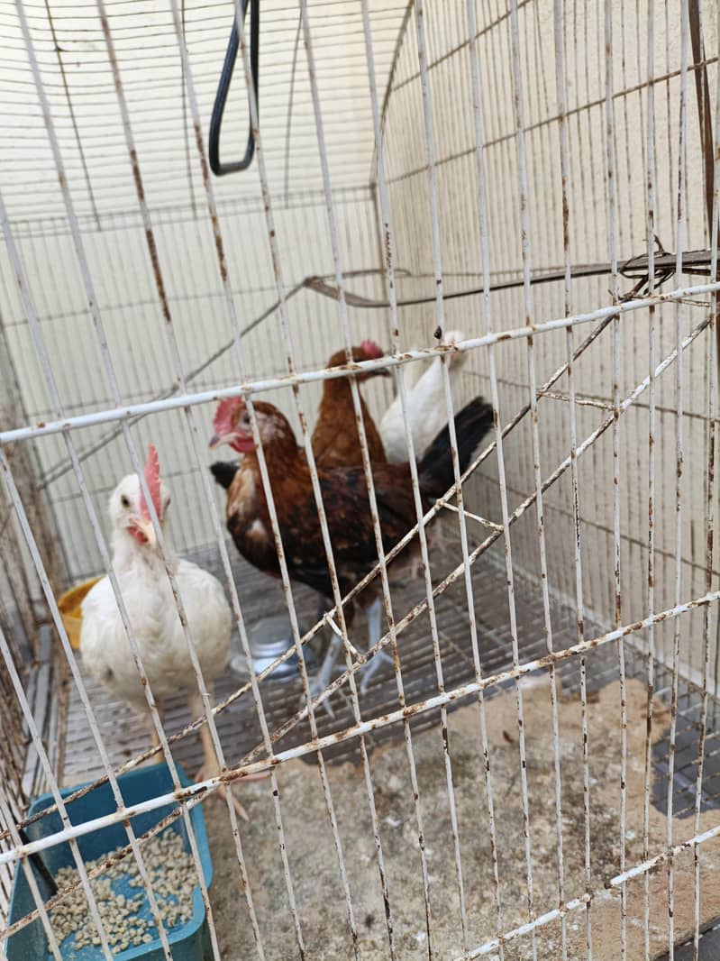 chicks 1