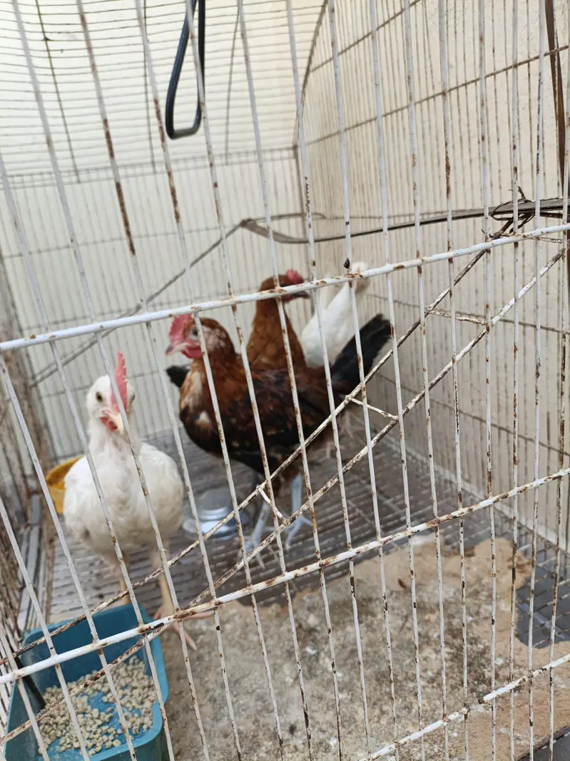 chicks — photo 2