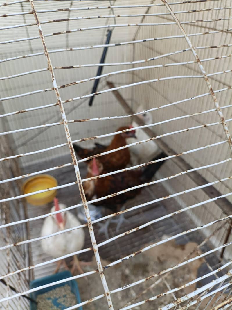 chicks 2
