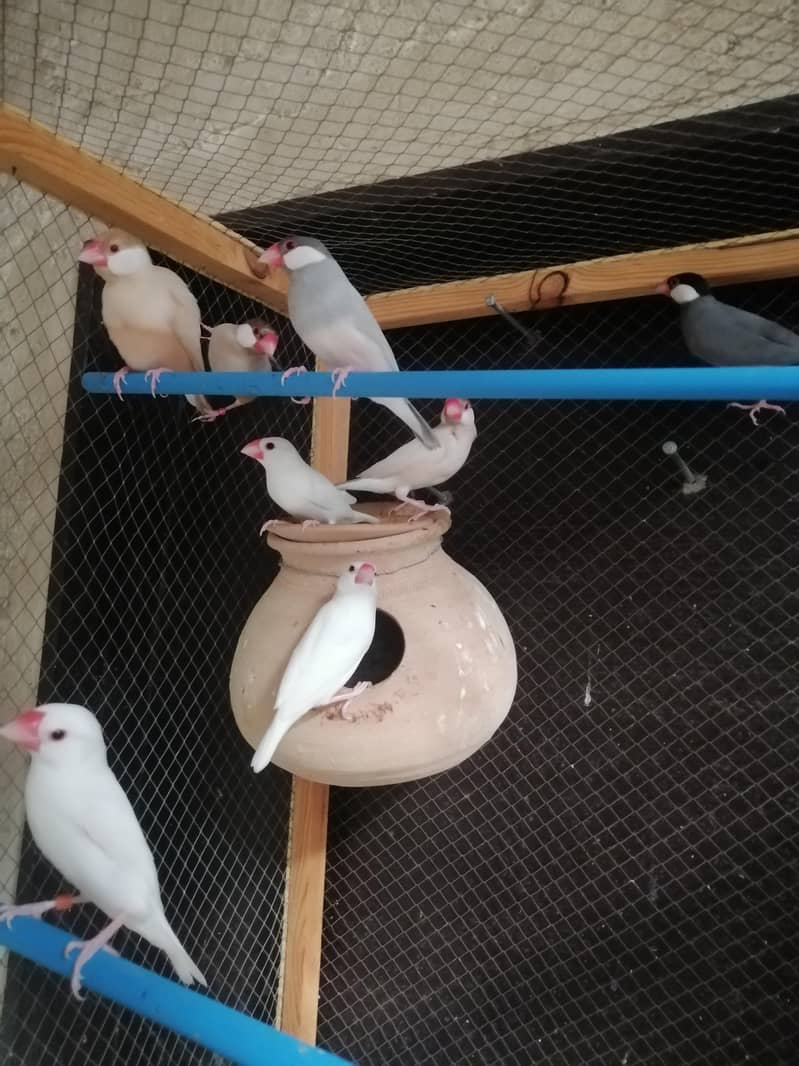 java finch 0