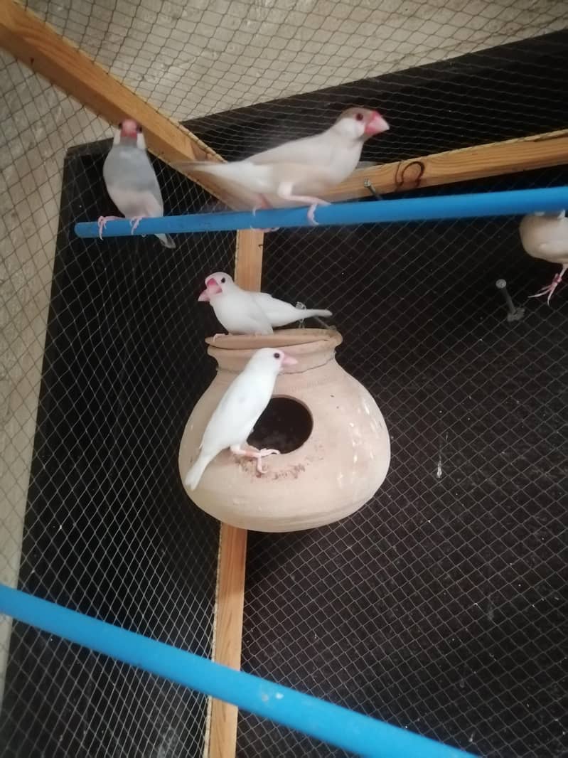 java finch 4