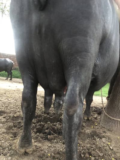 Bufflow for sale