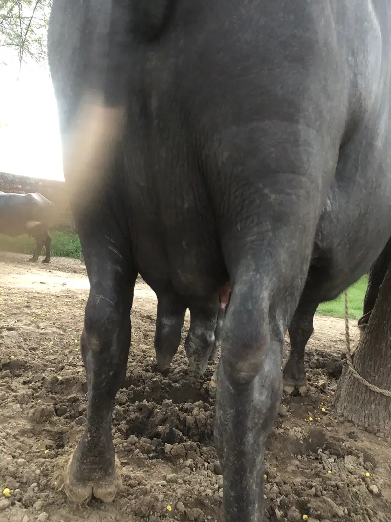 Bufflow for sale — photo 2
