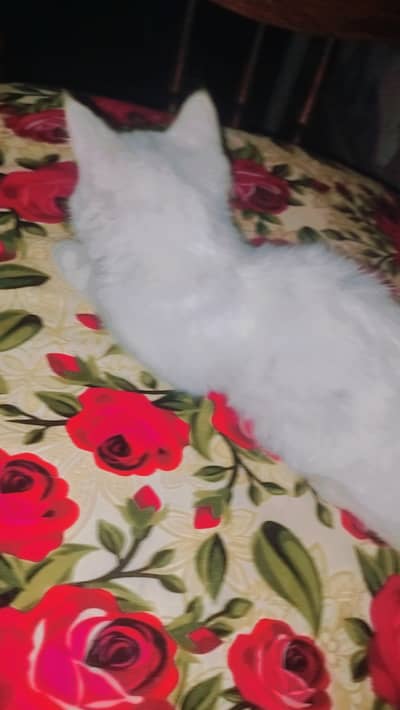 Female cat for urgent sale