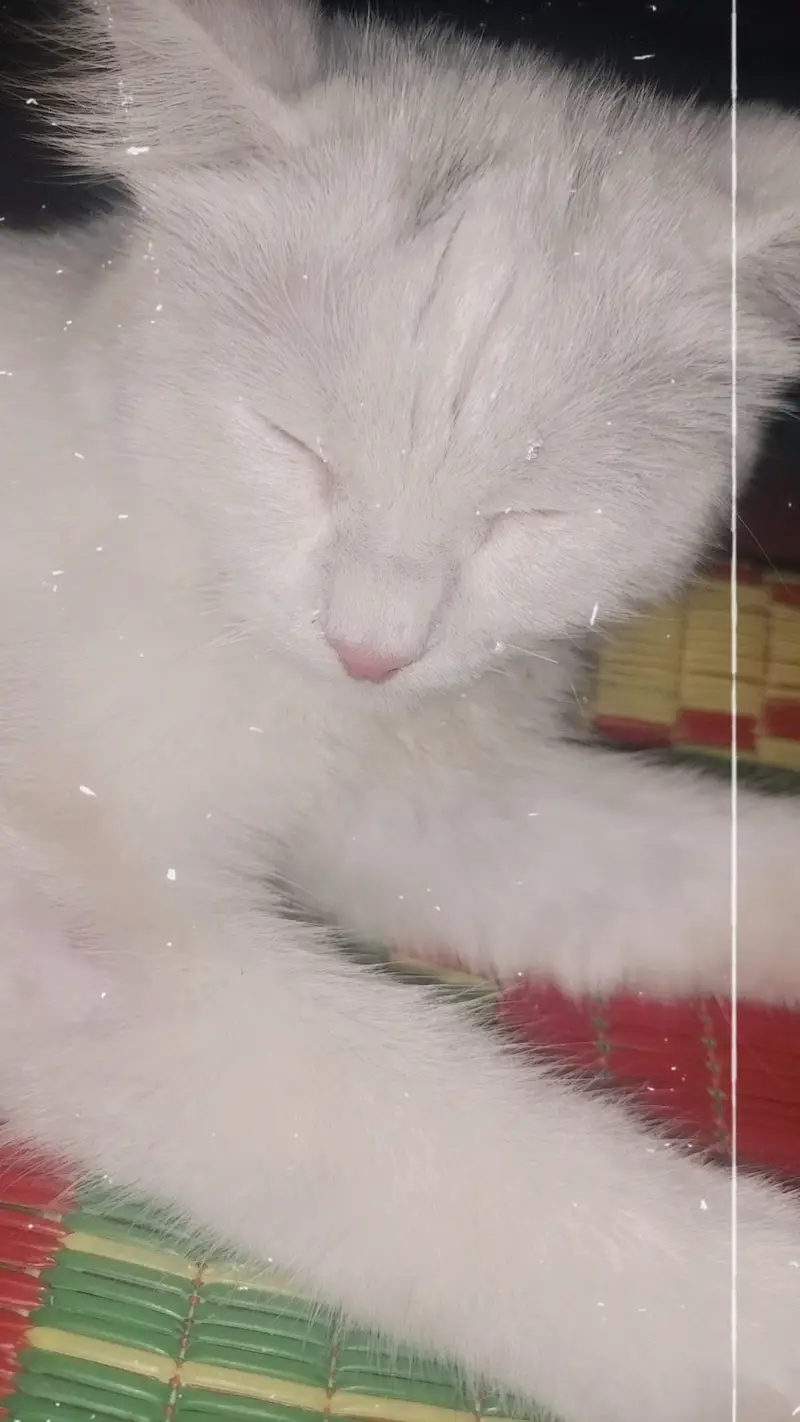 Female cat for urgent sale — photo 2