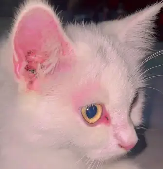 Female cat for urgent sale — photo 3