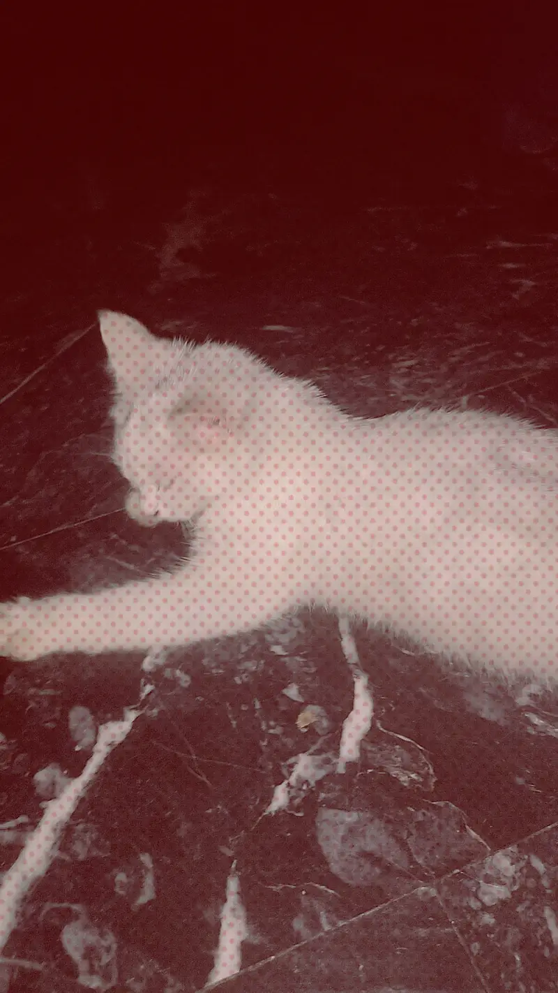 Female cat for urgent sale — photo 4
