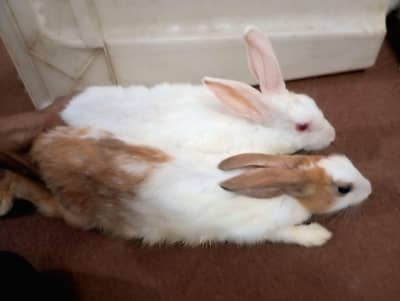 2 Breeding Rabbit Pairs