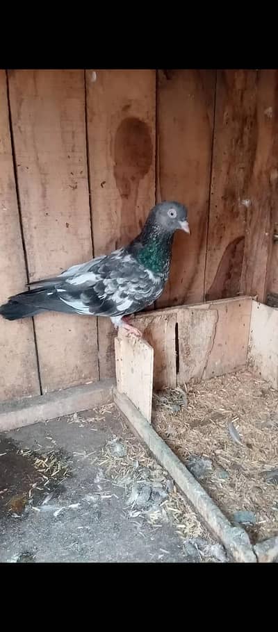Tedy pigeons