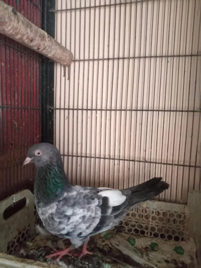 Tedy pigeons — photo 2