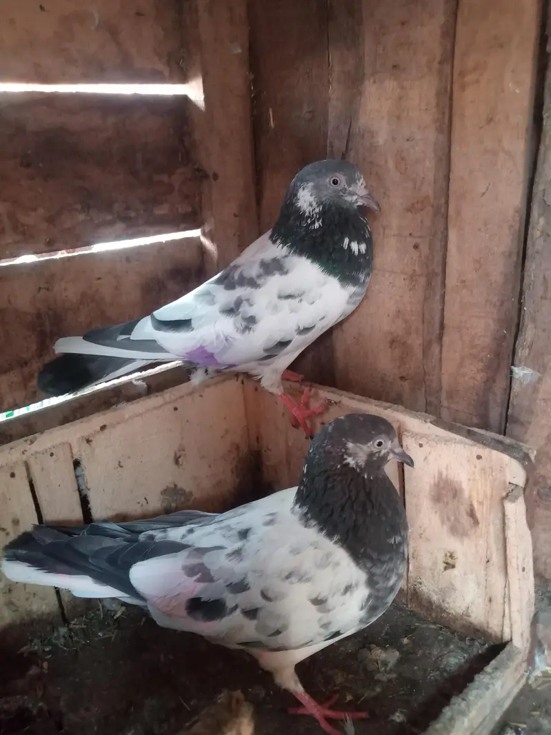 Tedy pigeons — photo 3
