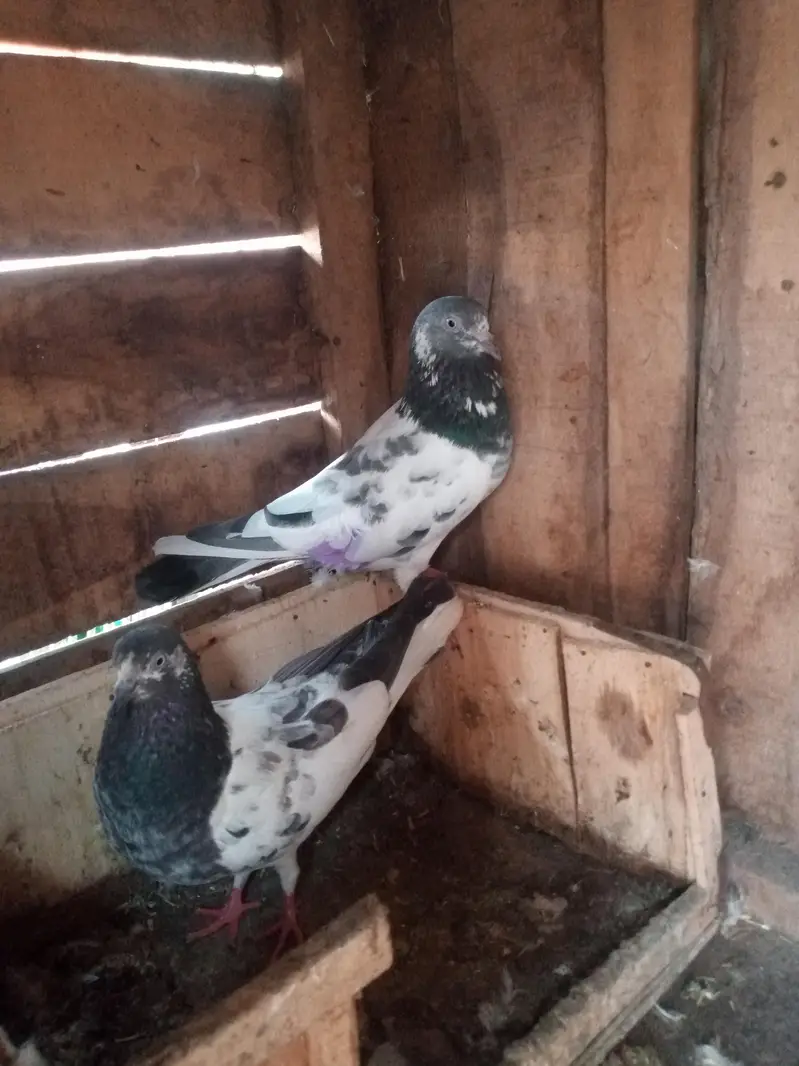 Tedy pigeons — photo 4