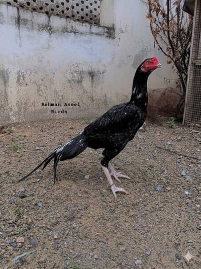 Home breed Aseel Quality pathy