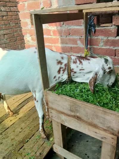 Dasi Gaban bakri for sale 03295534870