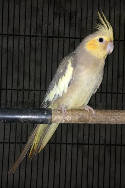 cinnamon cocktail female  Healthy Cockatiel Parrot For Sale – Rs. 3000