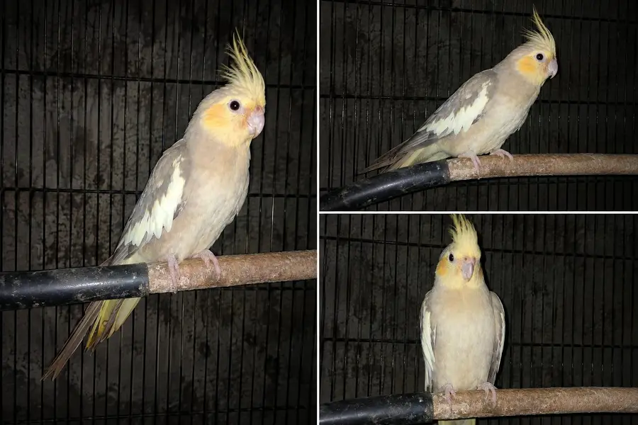 cinnamon cocktail female  Healthy Cockatiel Parrot For Sale – Rs. 3000 — photo 2