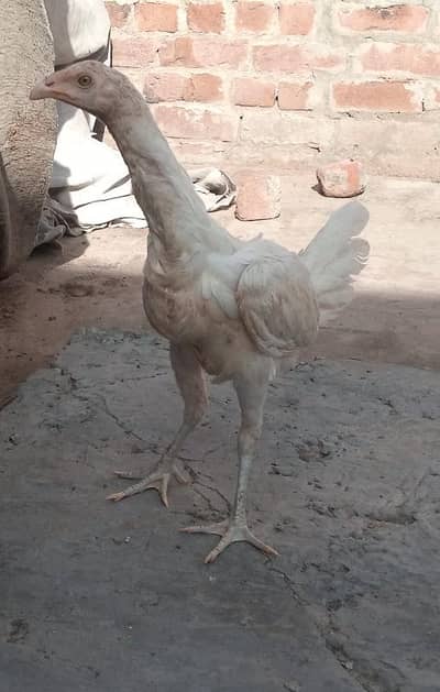 kurk female 2 pice