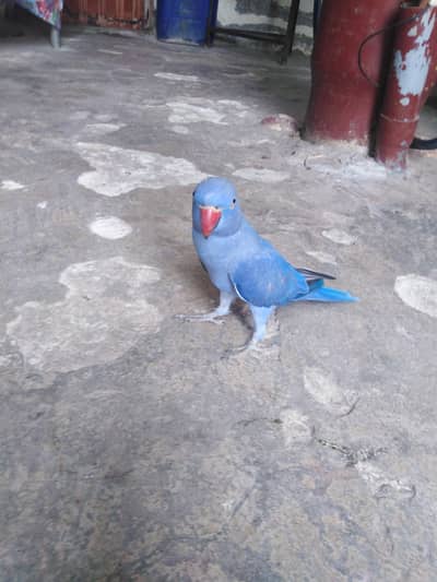 violet ringneck
