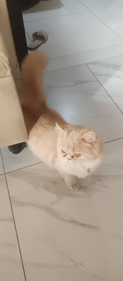 Persian cat 12 months old ready for breed