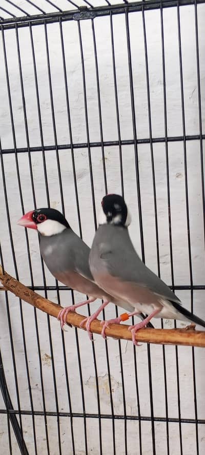 Finch