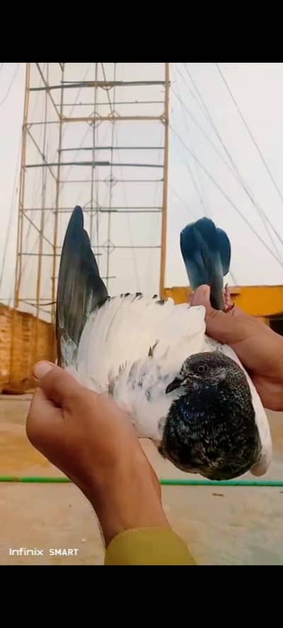 peigons forsale 03705933305 WhatsApp
