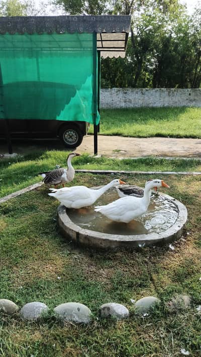 Imported Breed Goose
