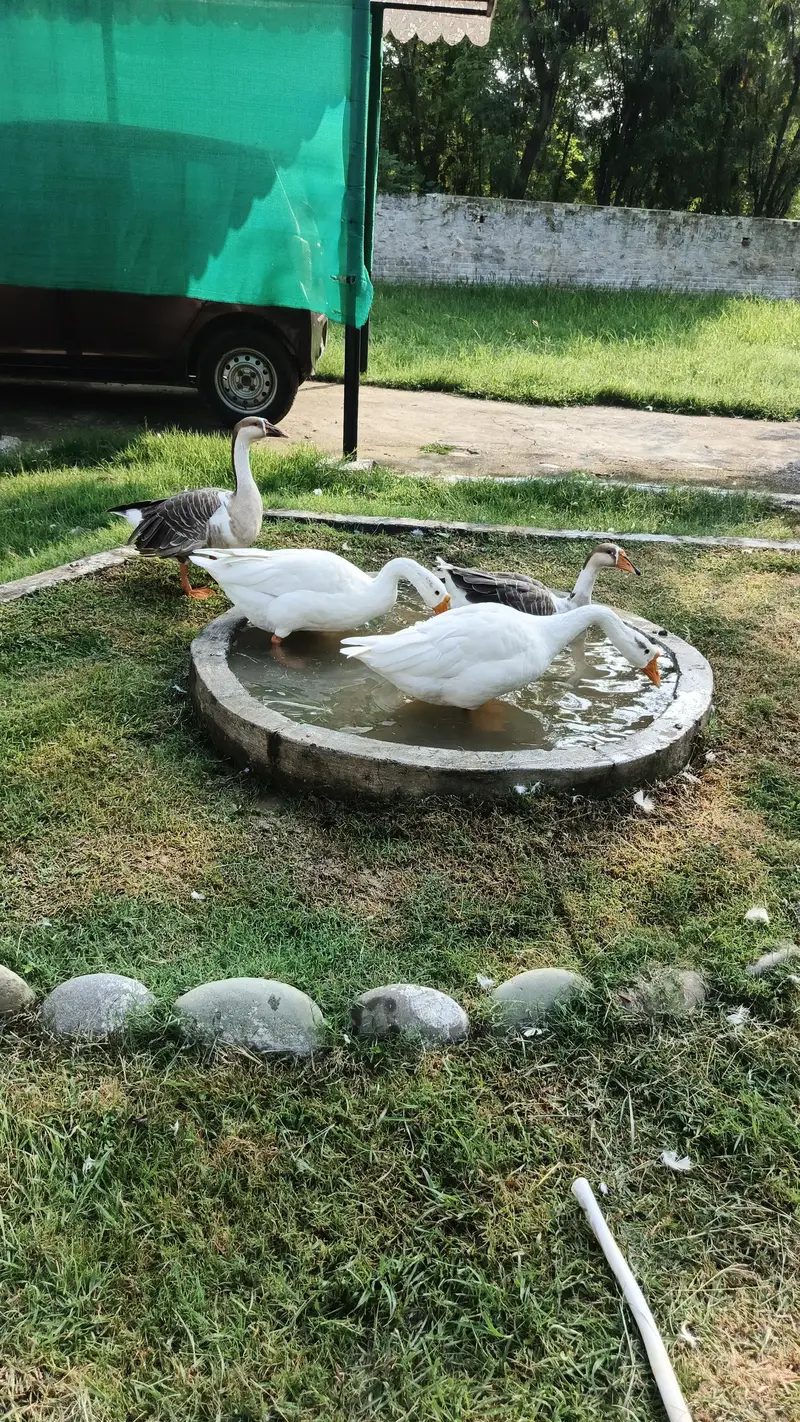 Imported Breed Goose — photo 2