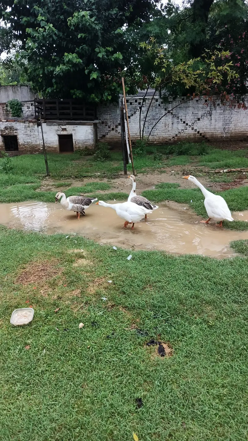 Imported Breed Goose — photo 3
