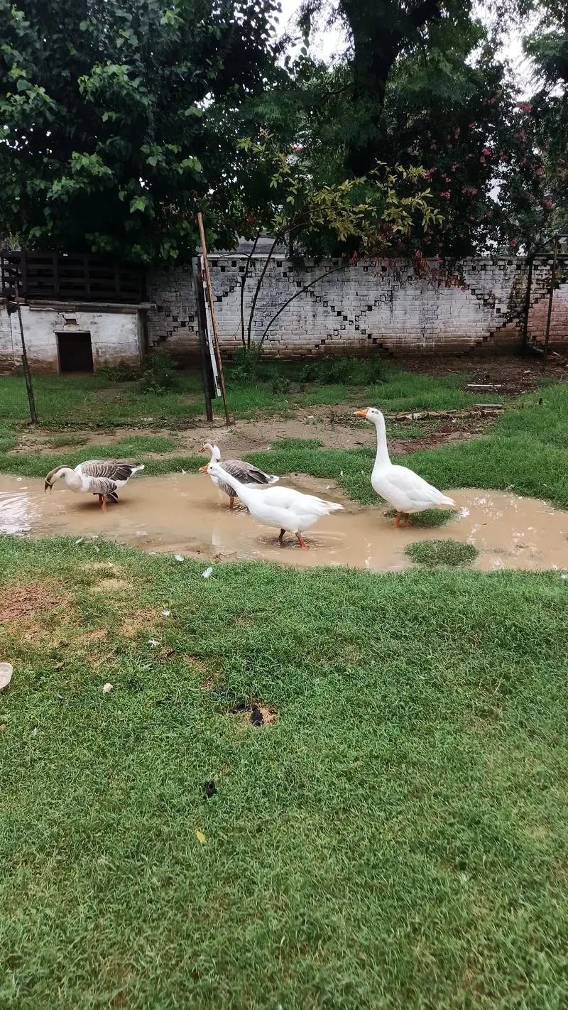 Imported Breed Goose — photo 4