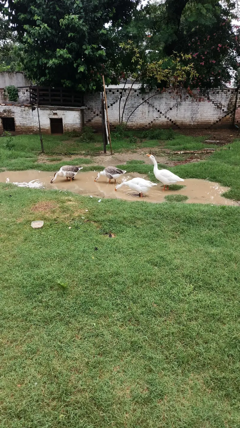 Imported Breed Goose — photo 5