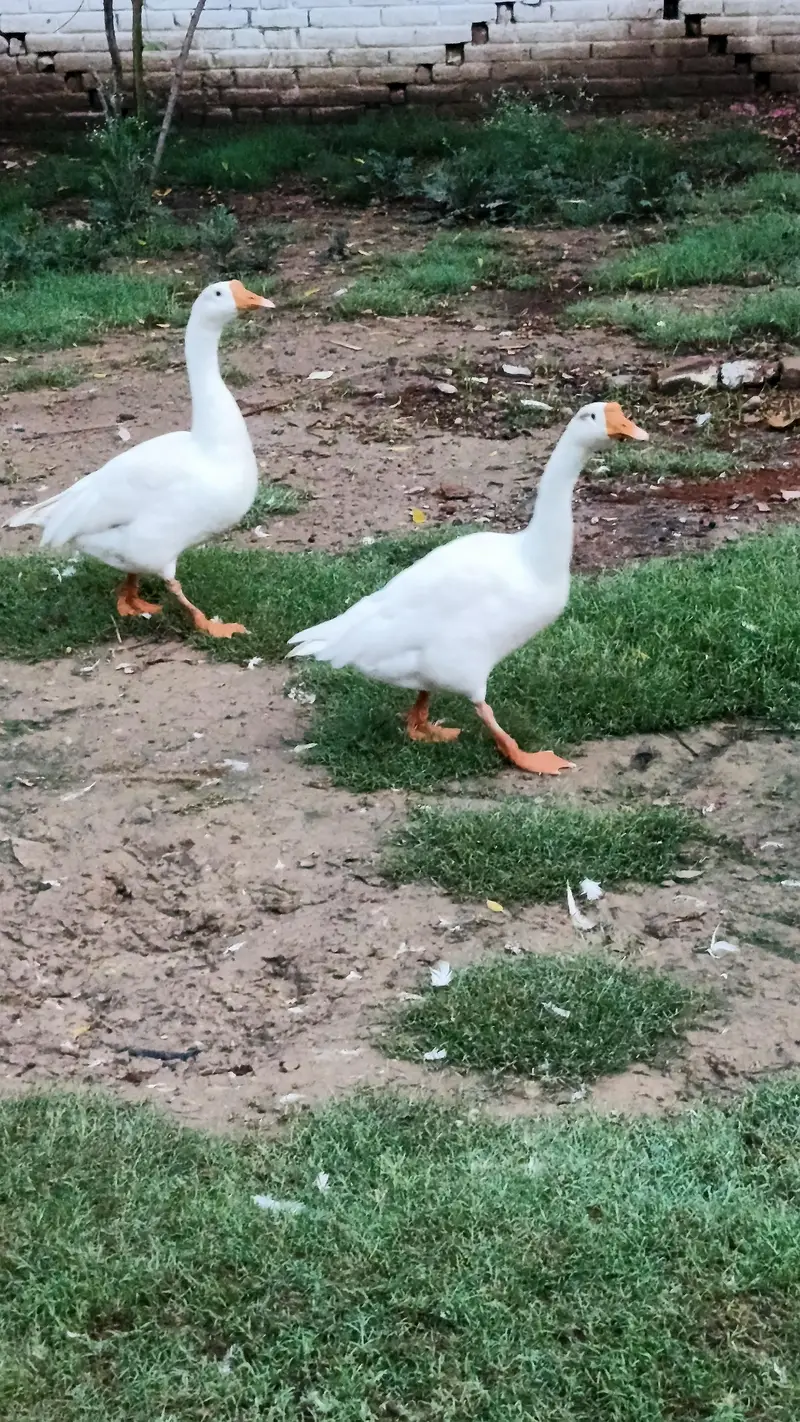 Imported Breed Goose — photo 6