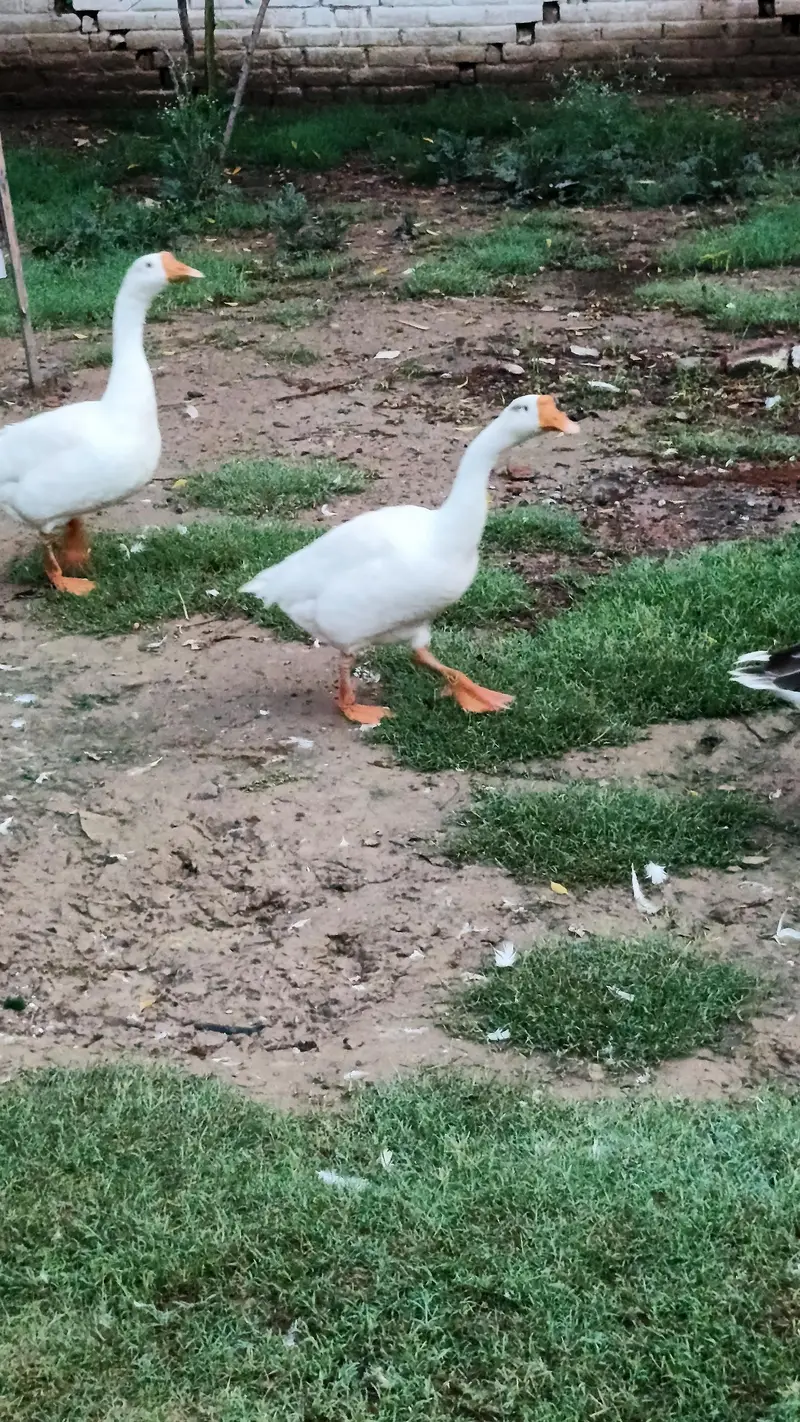 Imported Breed Goose — photo 7