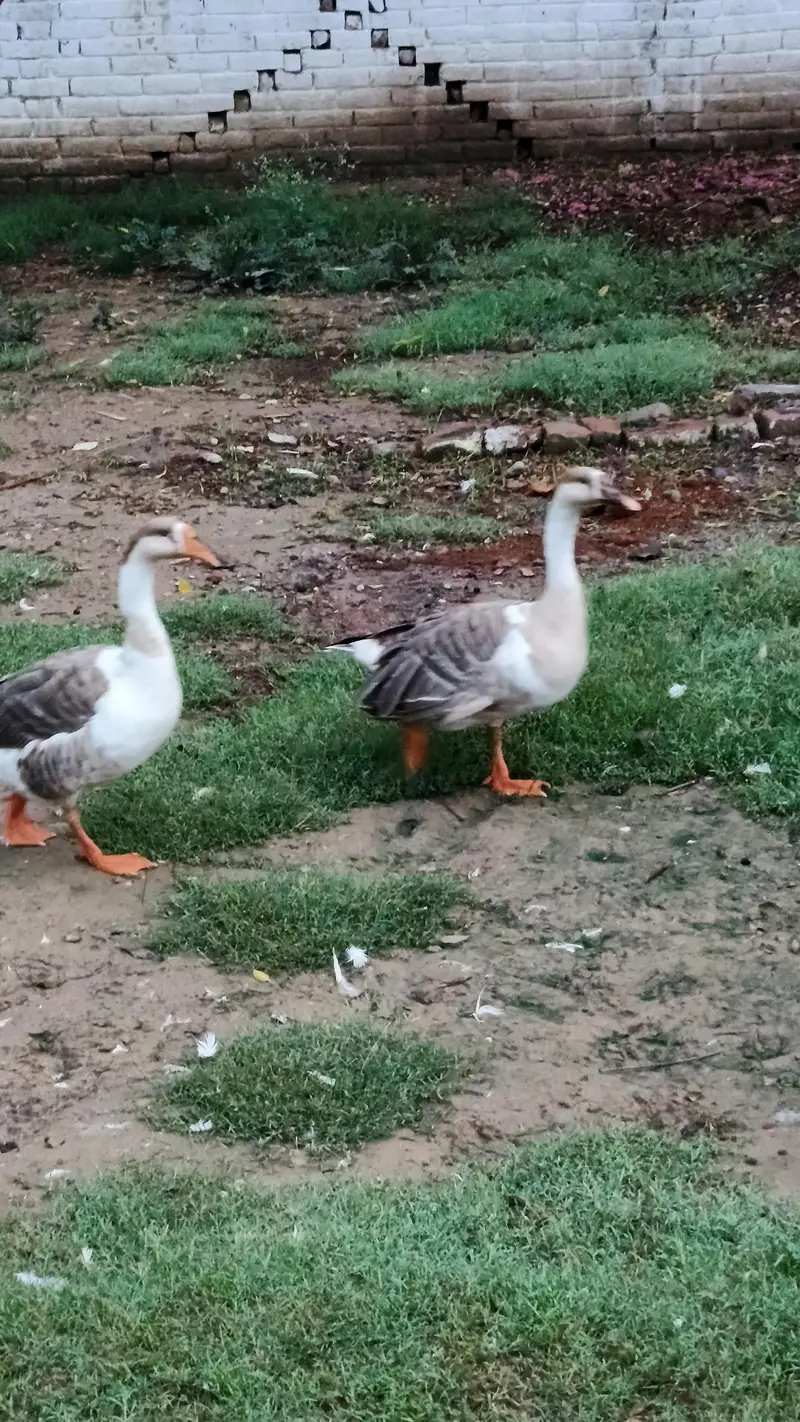 Imported Breed Goose — photo 8