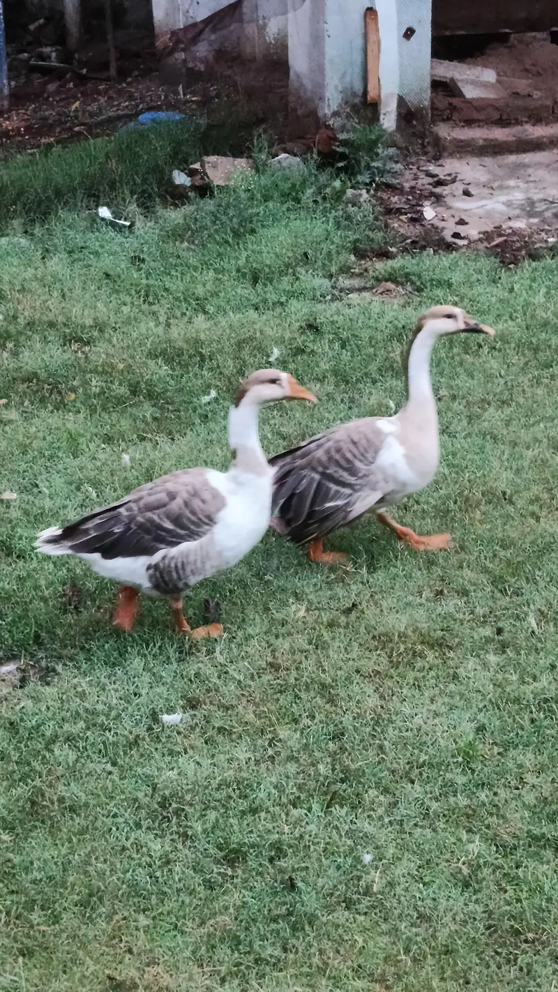 Imported Breed Goose — photo 9