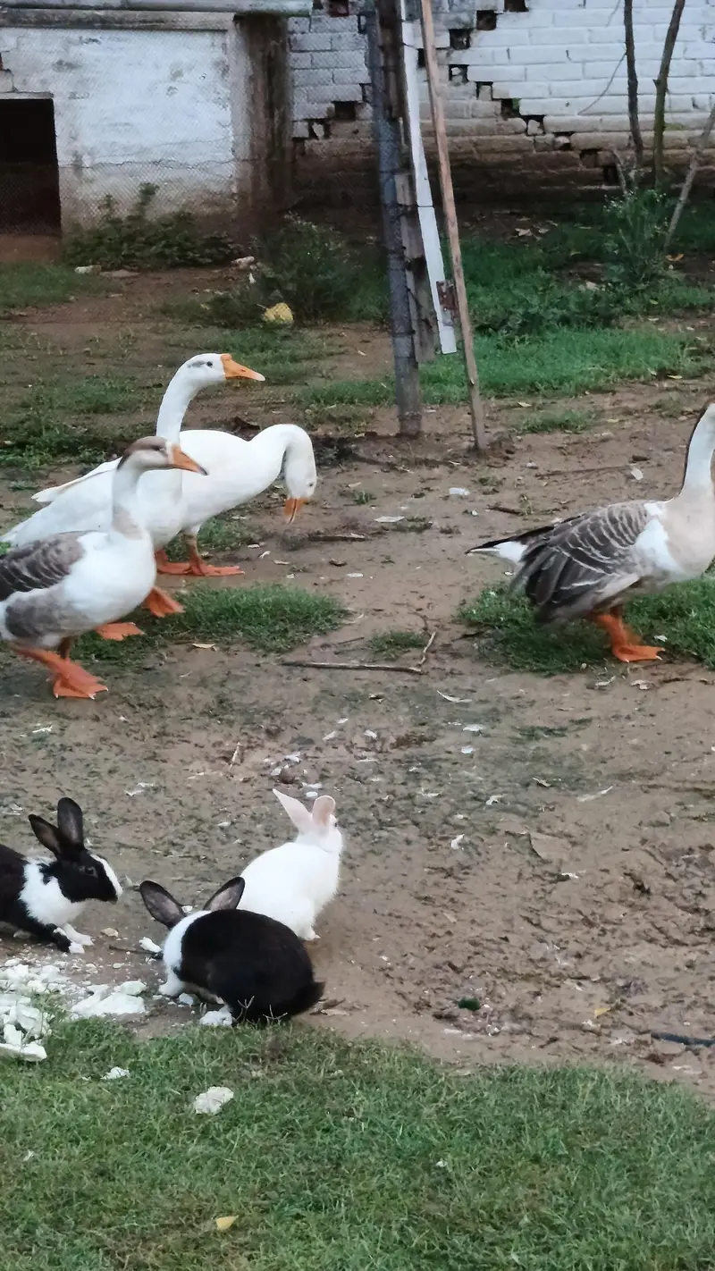 Imported Breed Goose — photo 10