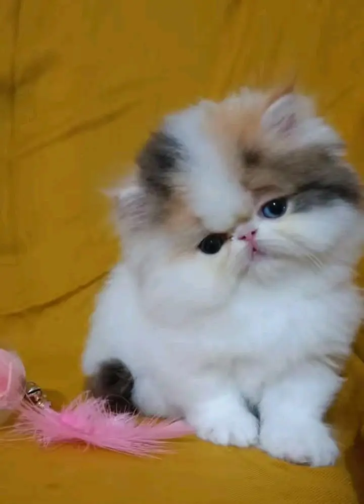 Persian cats My WhatsApp 03057080474 ////\\\\^¥¢¢^¢¢¢¥¢ — photo 5