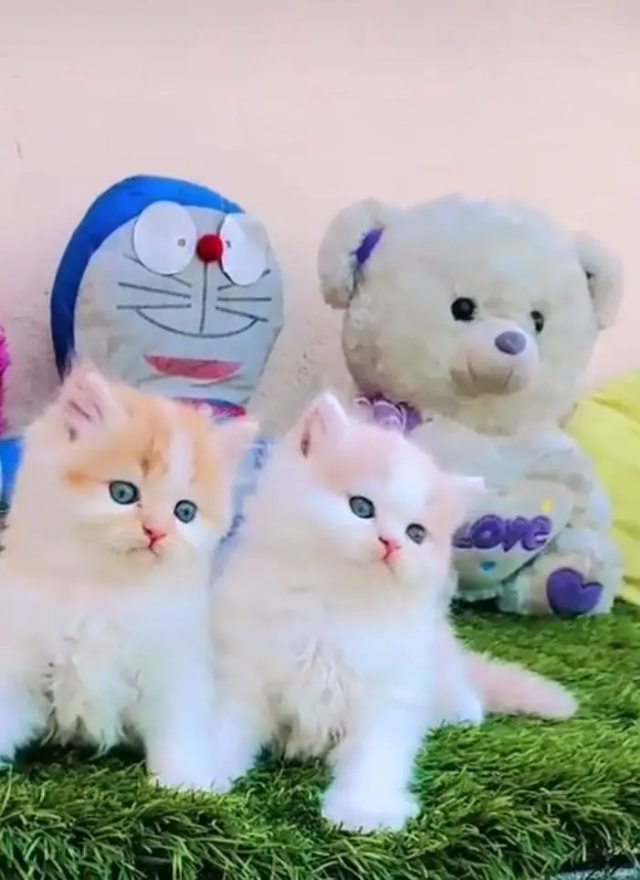 Persian cats My WhatsApp 03057080474 ////\\\\^¥¢¢^¢¢¢¥¢ — photo 8