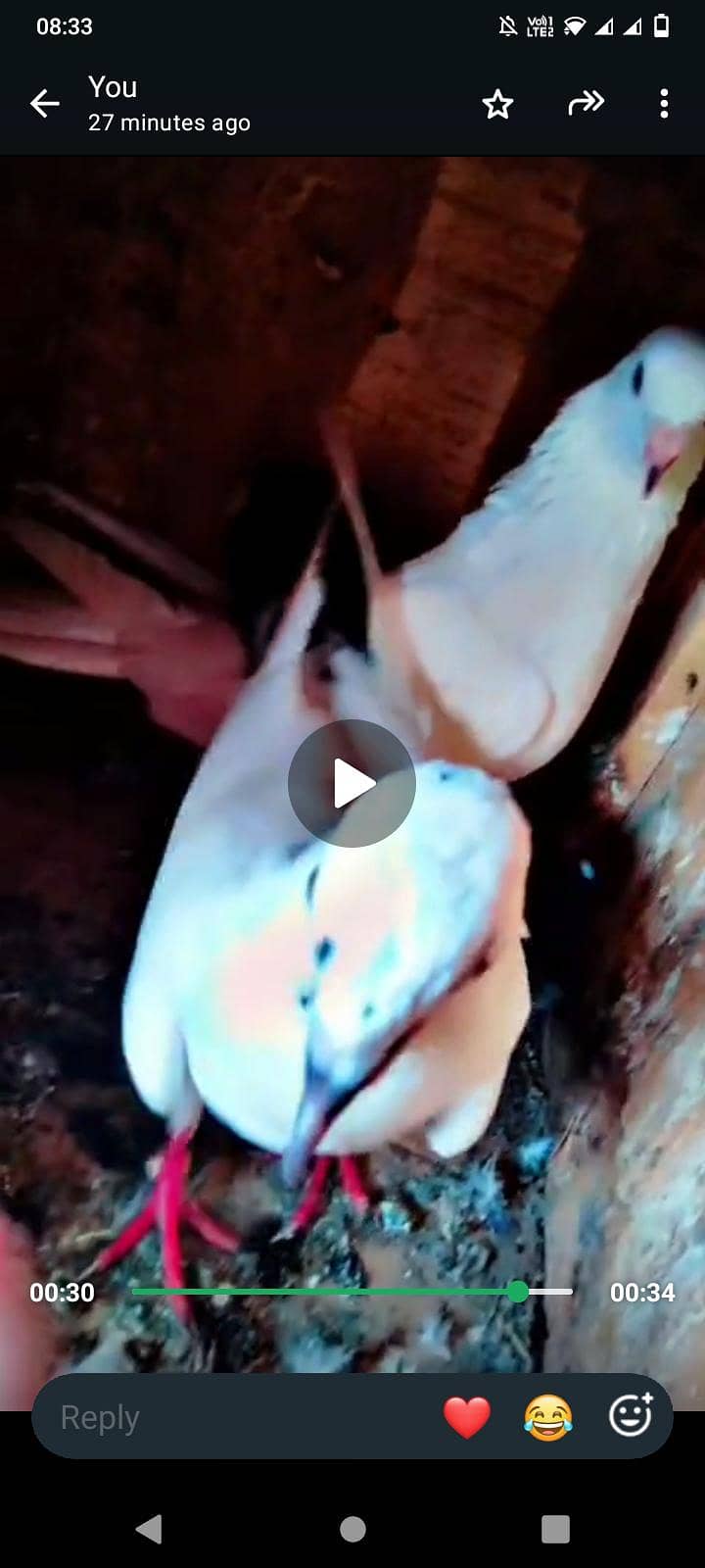 sialkoti pair 0