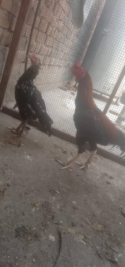 pair for sale