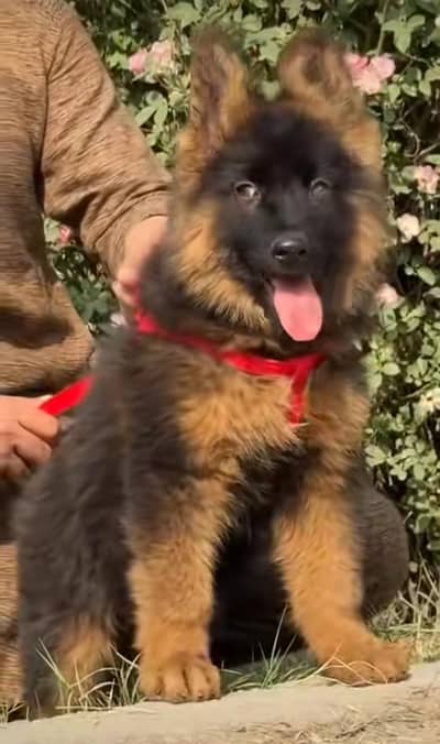 Gurman Shaft Dog My WhatsApp 03057080474 (+&_#@#&&###