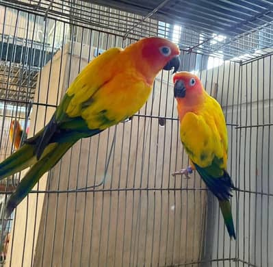 sun conore parrot pair