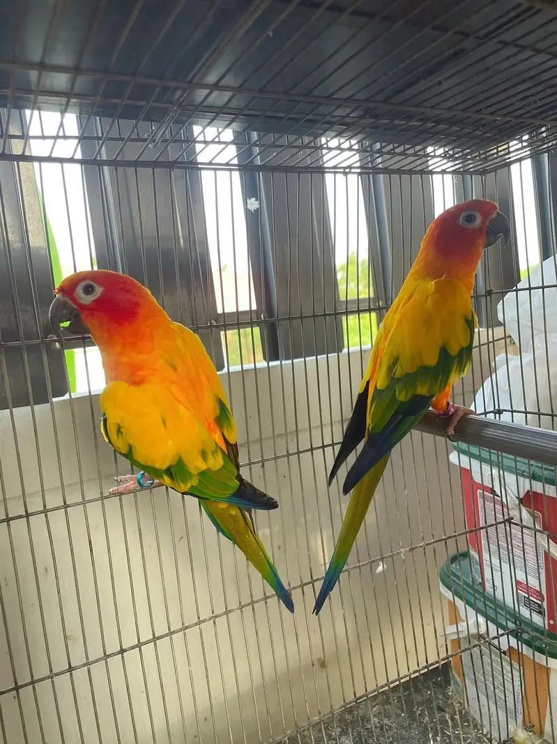 sun conore parrot pair — photo 2