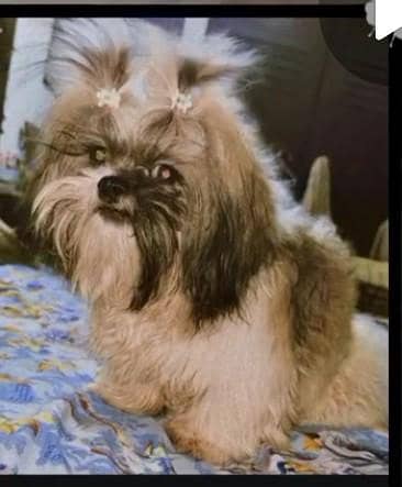 shihtzu male