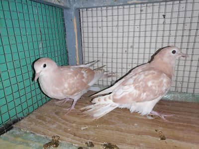 Dove Self Peace For Sale