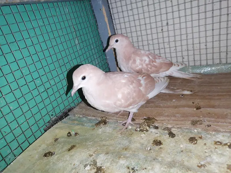 Dove Self Peace For Sale — photo 2