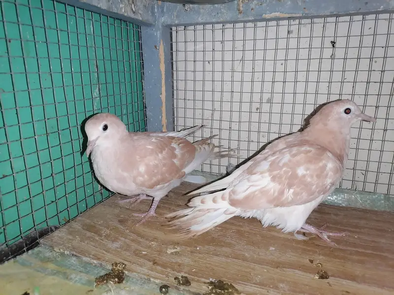 Dove Self Peace For Sale — photo 3